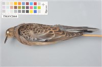 藏品(金背鳩)的圖片